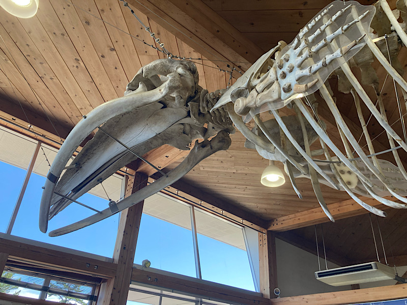 ビオスおおがた 情報館 鯨の骨